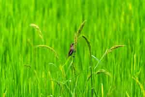 Gratis foto schattige vogeltjes in groene rijstvelden
