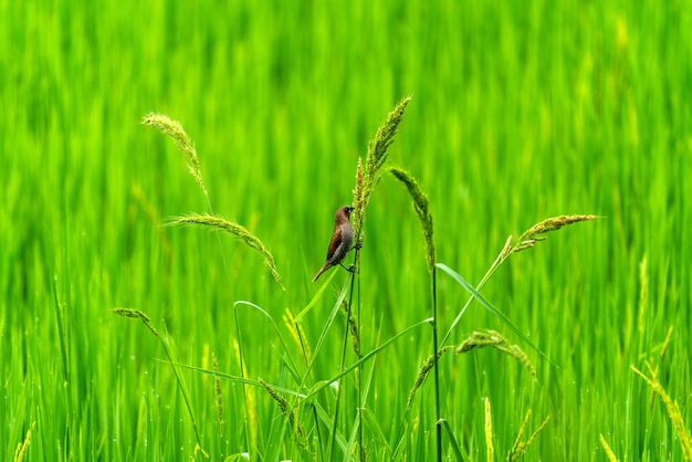 Schattige vogeltjes in groene rijstvelden