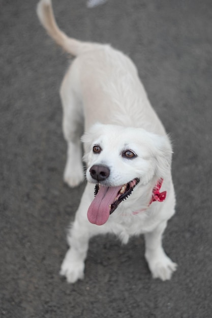 Schattige vrolijke huishond met een rode gespkraag die op de weg staat