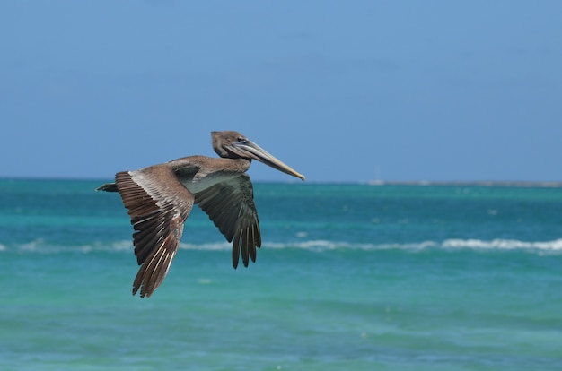 Schattige wilde pelikaan die door de warme Caribische lucht vliegt