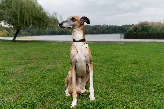 Gratis foto schattige windhonden in de natuur