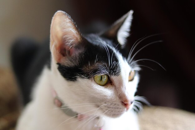 Schattige witte en zwarte kat met een halsband