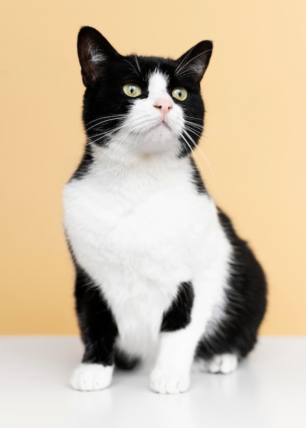 Schattige witte en zwarte kat met zwart-wit muur achter haar