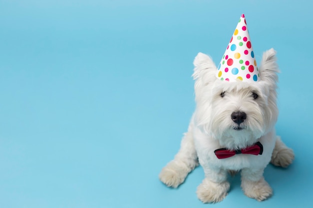 Gratis foto schattige witte hond geïsoleerd op blue