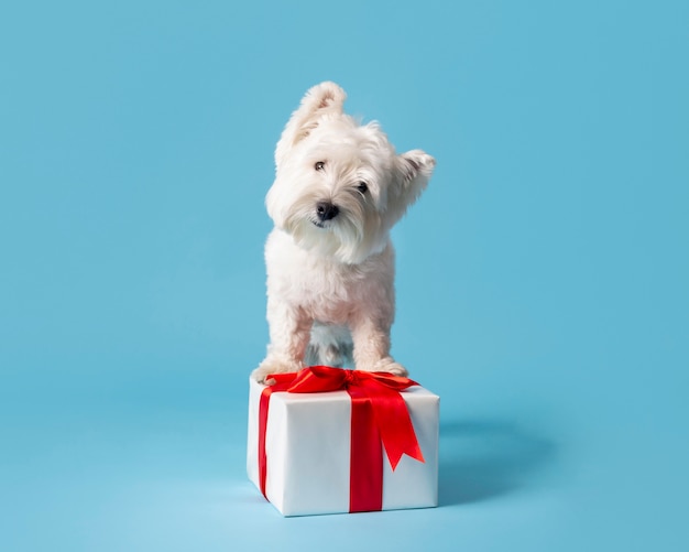 Schattige witte hond met cadeau