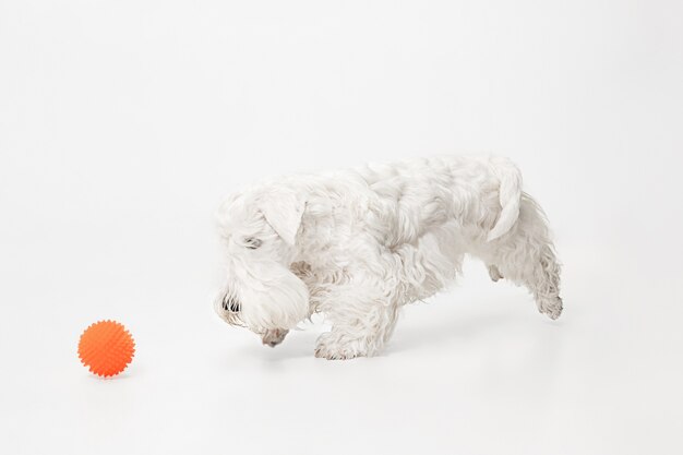 Schattige witte kleine hondje of huisdier speelt met oranje bal geïsoleerd op een witte muur