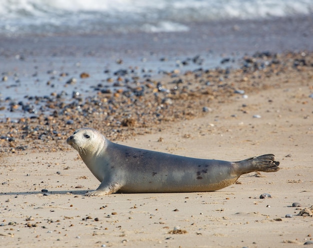 Gratis foto schattige zeeleeuw liggend op het zand op het strand