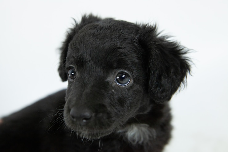 Gratis Foto schattige zwarte flat-coated retriever hond met een bescheiden gezichtsuitdrukking