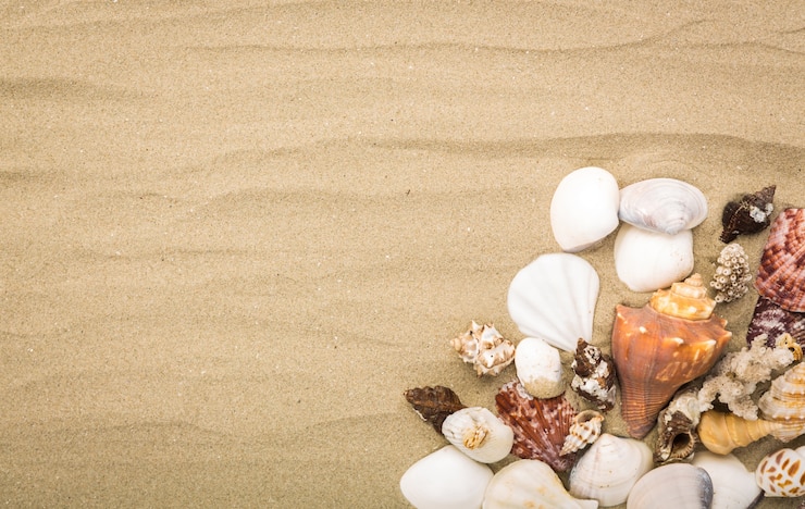 Gratis Foto schelpen op zand