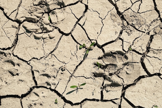 Gratis foto scheuren in de grond en voetafdrukken van dieren op de gedroogde grond bovenaanzicht of achtergrondidee grafisch ontwerp met het concept van droogte en dood ecologie en welzijn van ecosystemen