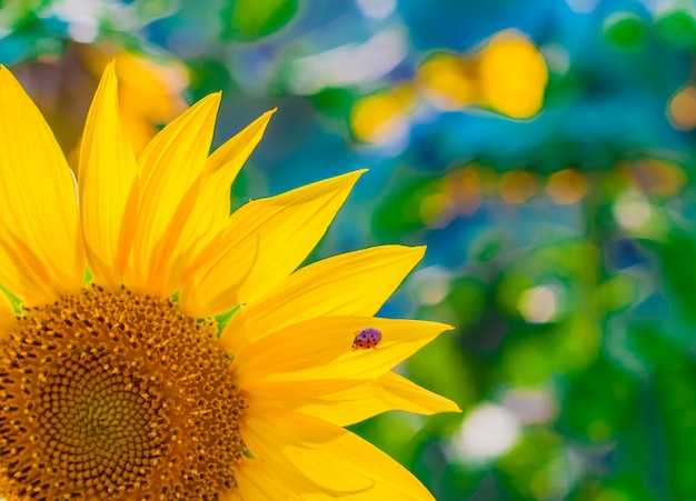 Schilderachtig behang met een close-up van zonnebloem tegen groene achtergrond met bloemen. Close-up van zonnebloem, selectieve focus op wazige achtergrond