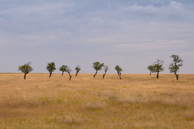 Schilderachtig uitzicht op uitgestrekte dorre veld met droog gras en verschillende groene bomen op de achtergrond op bewolkte lentedag. Buitenopname van ruime gele weide met enkele eenzame eenzame bomen met dik gebladerte