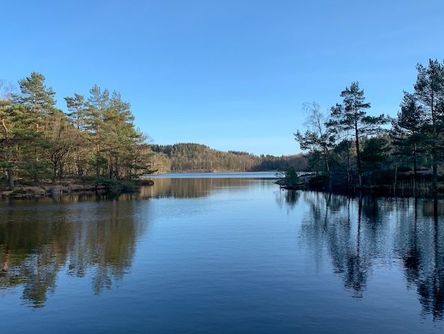 Schilderachtige rivier omgeven door alpenbomen onder een heldere blauwe hemel