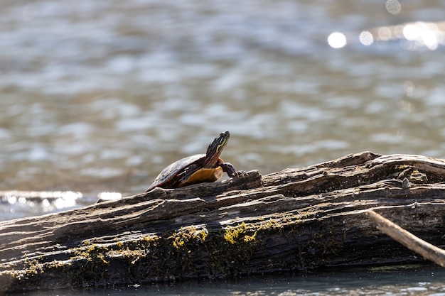 Schildpad die op een gebroken boom met een onscherpe achtergrond loopt