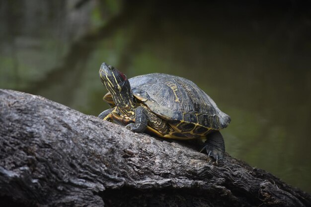 Schildpad kruipt tegen een omgevallen boom in het moeras