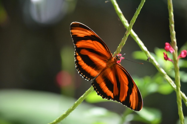 Schitterende close-up van een oranje eiken tijgervlinder