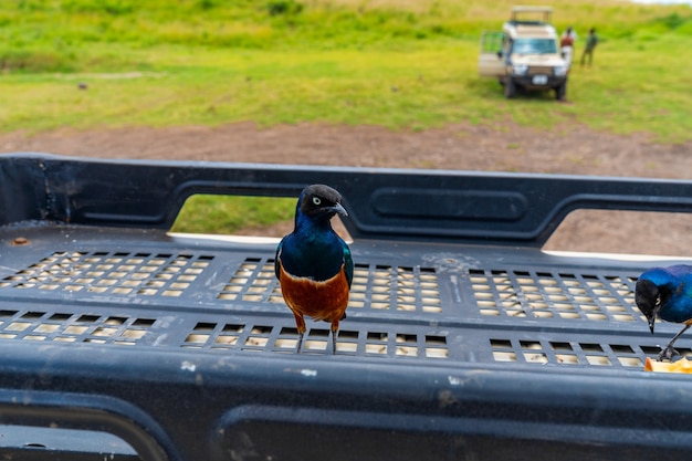 Schitterende spreeuwvogels op de kofferbak van een auto in Tanzania