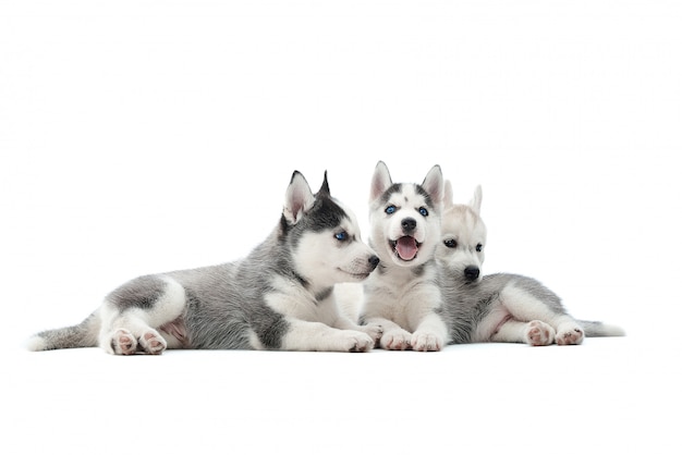 Schot van drie schattige Siberische husky puppy's liggen samen geïsoleerd op wit.