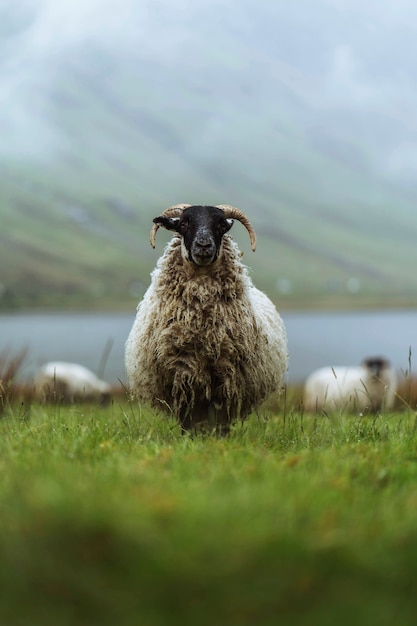 Schotse Blackface-schapen in Talisker Bay op het eiland Skye in Schotland