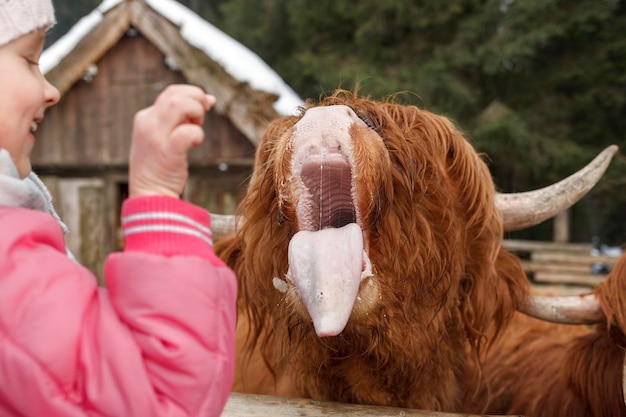 Schotse koe in dierentuin met open mond jong meisje dat schotse koe voedt in winterdierentuin