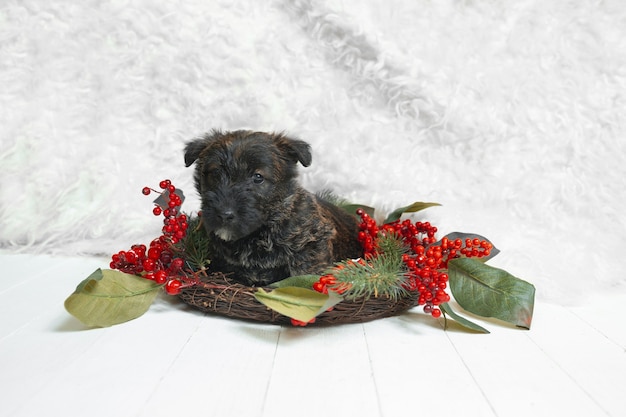 Schotse terriër pup poseren. schattig zwart hondje of huisdier spelen met kerst- en nieuwjaarsdecoratie. ziet er schattig uit. concept van vakantie, feestelijke tijd, winterstemming. negatieve ruimte. Gratis Foto