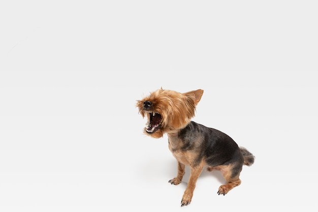 Schreeuwen, schreeuwen. Yorkshire terrier hond is poseren. Leuk speels bruin zwart hondje of huisdier spelen op witte studio achtergrond. Concept van beweging, actie, beweging, huisdierenliefde. Ziet er verrukt, grappig uit.
