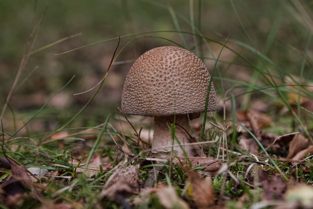 Selectieve aandacht close-up shot van een paddestoel groeit in het midden van een bos na regen