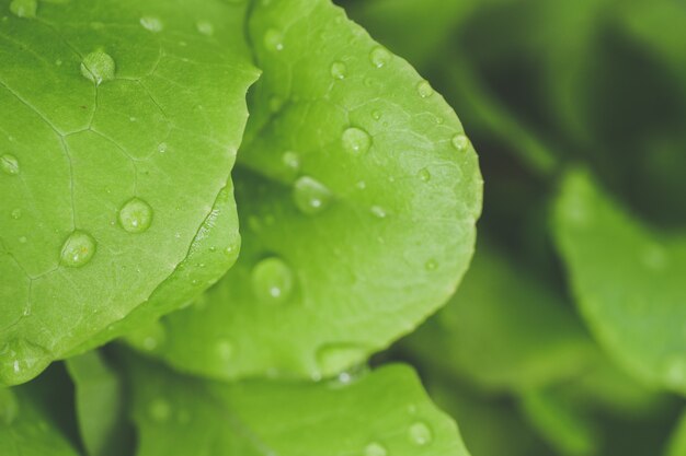 Selectieve aandacht close-up shot van ochtenddauw op groene bladeren