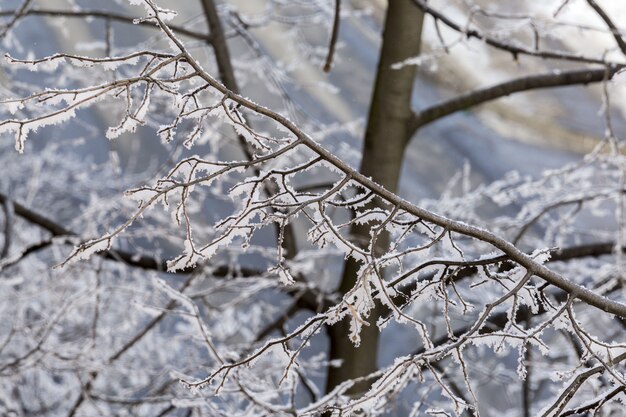Selectieve aandacht close-up van een berijpte stam van de boom tijdens de winter