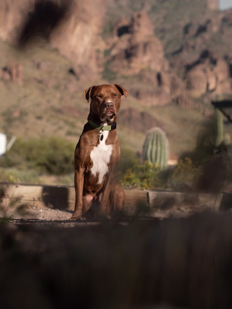 Selectieve aandacht die van een bruine pitbull in een canionlandschap is ontsproten