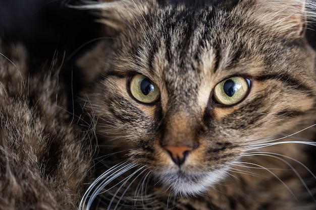 Selectieve aandacht die van een gestreepte huiskat is ontsproten die direct kijkt