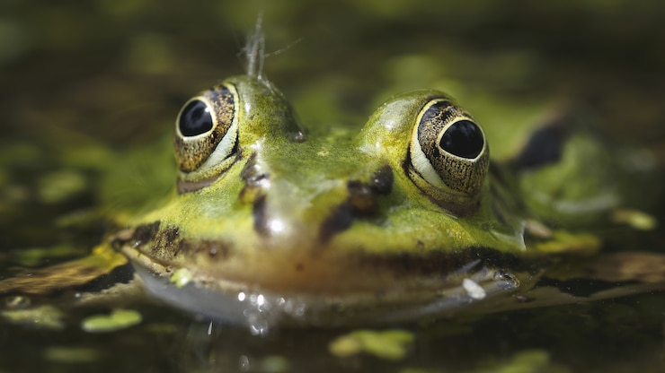 Gratis Foto selectieve aandacht die van een groene kikker is ontsproten