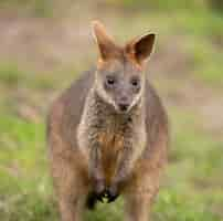 Gratis foto selectieve aandacht die van een leuke wallaby is ontsproten