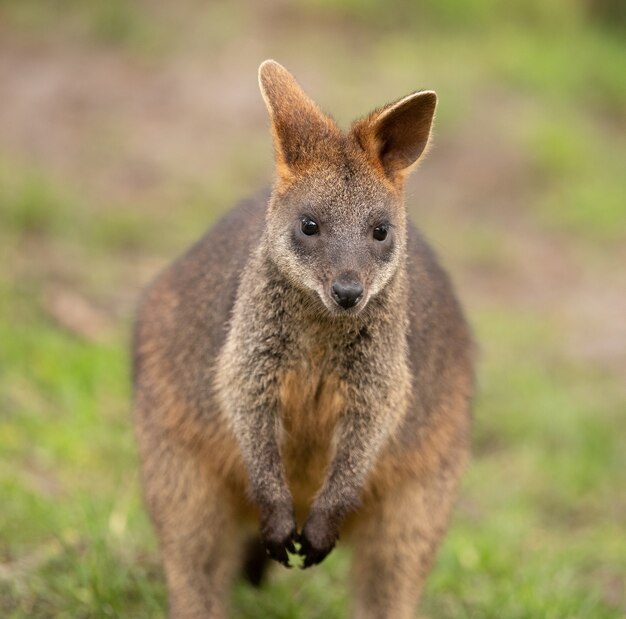 Selectieve aandacht die van een leuke wallaby is ontsproten