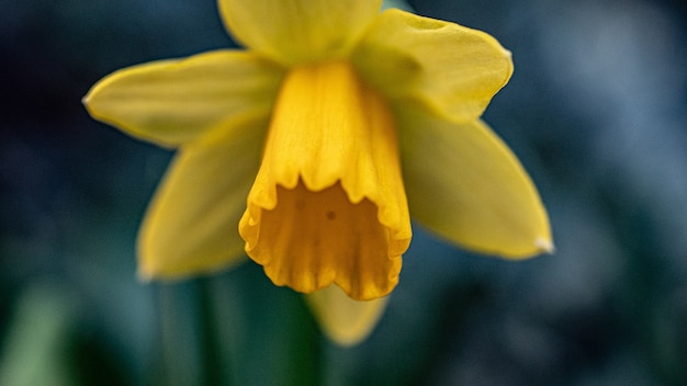 Gratis foto selectieve aandacht die van een mooie gele narcis is ontsproten