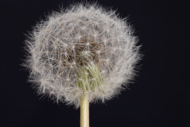 Selectieve aandacht die van een mooie paardebloem is ontsproten