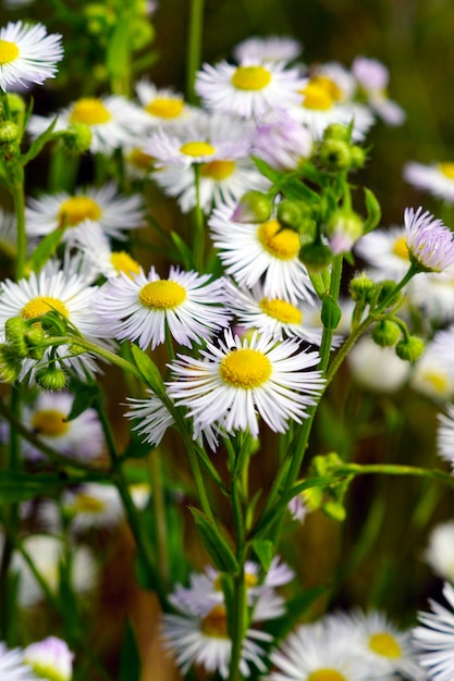 Gratis foto selectieve aandacht die van kamille op het grasgebied is ontsproten