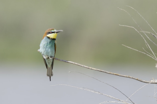 Gratis foto selectieve aandacht shot van een blauwe bijeneter zat op een tak