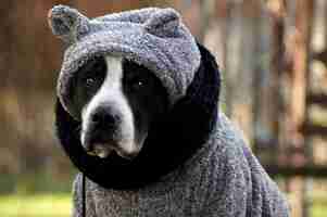 Gratis foto selectieve aandacht shot van een hond gekleed in een grijze winter trui