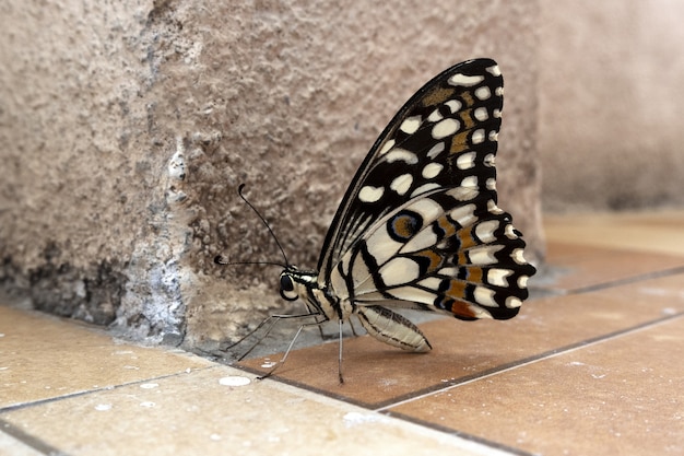 Gratis foto selectieve aandacht shot van een kleurrijke vlinder op bruine grond