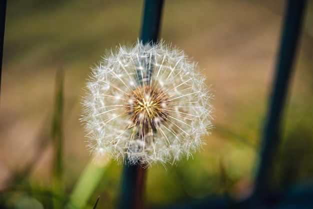 Selectieve aandacht shot van een mooie paardebloem onder de groene planten in een tuin