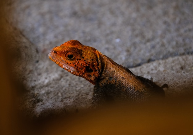 Selectieve aandacht shot van een oranje en zwarte hagedis op een rots