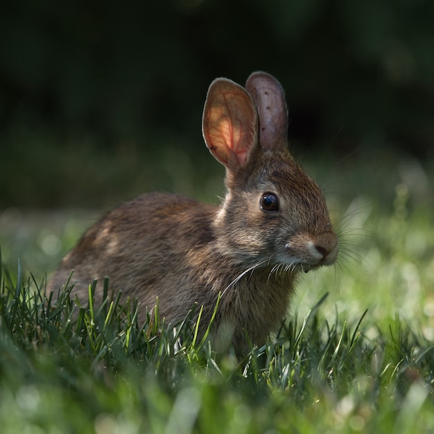 Selectieve aandacht shot van een schattig konijn in het park