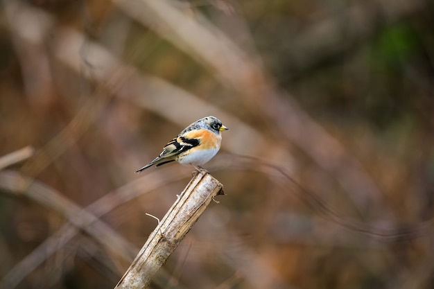 Selectieve aandacht shot van een schattige brambling vogel zittend op een houten stok