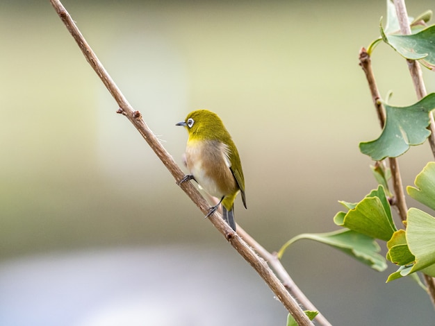 Selectieve aandacht shot van een schattige exotische vogel staande op een boomtak in het midden van een bos
