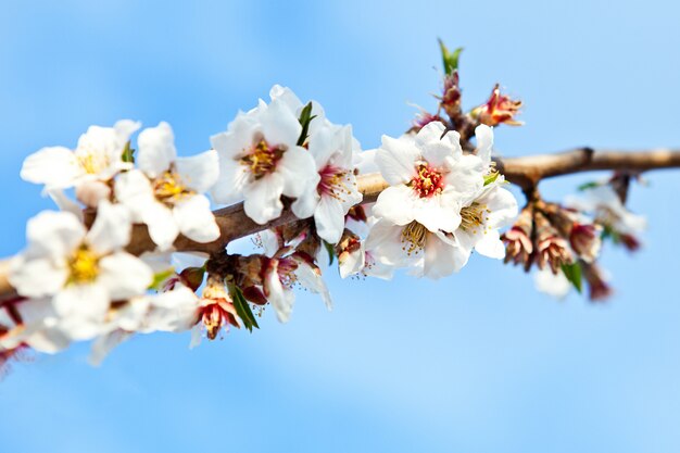 Selectieve aandacht shot van een tak van een kersenboom met prachtige witte bloemen bloeide