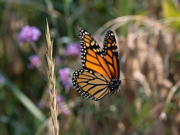 Selectieve aandacht shot van gespikkelde hout vlinder op een kleine bloem