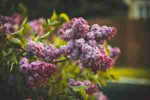 Gratis foto selectieve aandacht shot van lila bloemen bloeien in een veld