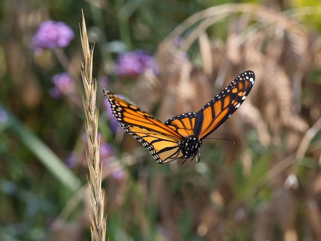 Selectieve aandacht shot van vliegende gespikkelde houten vlinder