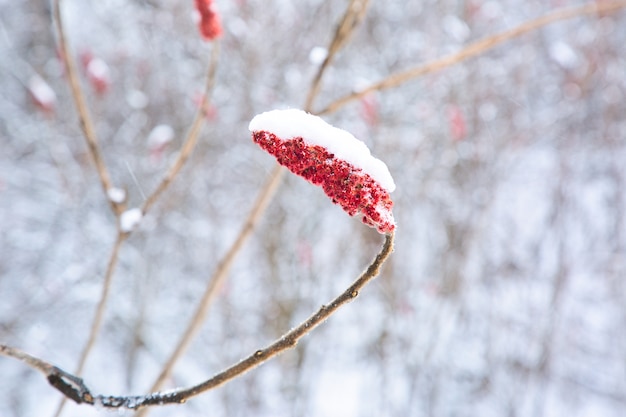 Selectieve aandacht van een mooie plant met rode bloemen bedekt met sneeuw